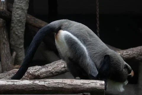 Close up Cute Fluffy Monkey, DE BRAZZAS MONKEY, Cercopithecus neglectus Foto stock