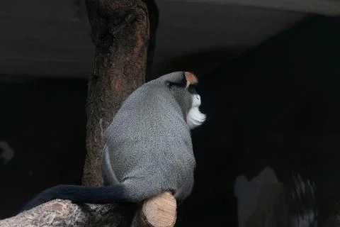 Close up Cute Fluffy Monkey, DE BRAZZAS MONKEY, Cercopithecus neglectus Stock Photos