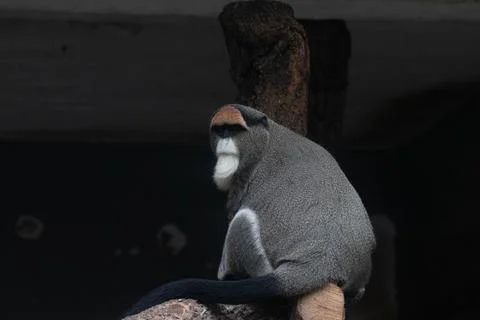 Close up Cute Fluffy Monkey, DE BRAZZAS MONKEY, Cercopithecus neglectus Stock Photos