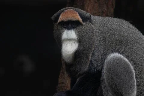 Close up Cute Fluffy Monkey, DE BRAZZAS MONKEY, Cercopithecus neglectus Stock Photos