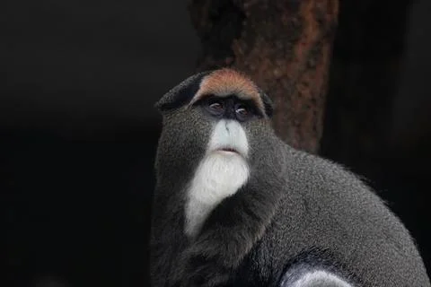 Close up Cute Fluffy Monkey, DE BRAZZAS MONKEY, Cercopithecus neglectus Stock Photos