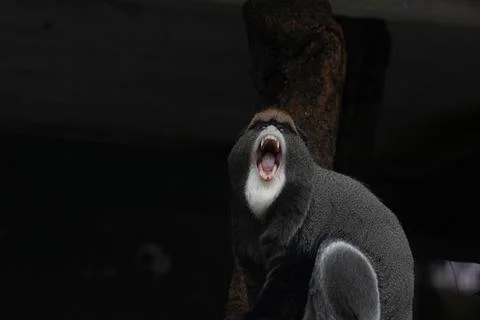 Close up Cute Fluffy Monkey, DE BRAZZAS MONKEY, Cercopithecus neglectus Stock Photos