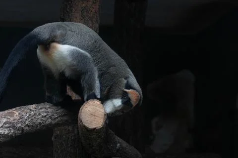 Close up Cute Fluffy Monkey, DE BRAZZAS MONKEY, Cercopithecus neglectus Stock Photos