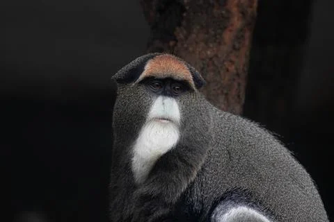 Close up Cute Fluffy Monkey, DE BRAZZAS MONKEY, Cercopithecus neglectus Foto stock