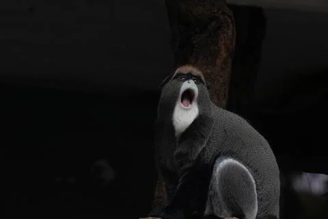 Close up Cute Fluffy Monkey, DE BRAZZAS MONKEY, Cercopithecus neglectus Stock Photos