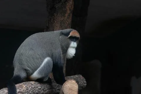 Close up Cute Fluffy Monkey, DE BRAZZAS MONKEY, Cercopithecus neglectus Stock Photos