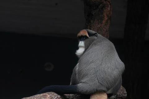 Close up Cute Fluffy Monkey, DE BRAZZAS MONKEY, Cercopithecus neglectus Foto stock