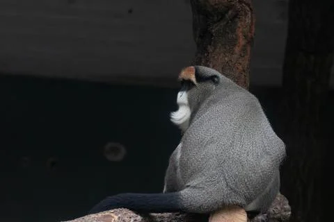 Close up Cute Fluffy Monkey, DE BRAZZAS MONKEY, Cercopithecus neglectus Stock Photos