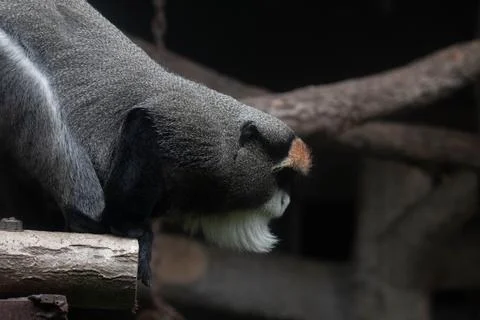 Close up Cute Fluffy Monkey, DE BRAZZAS MONKEY, Cercopithecus neglectus Stock Photos