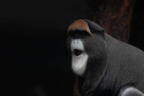 Close up Cute Fluffy Monkey, DE BRAZZAS MONKEY, Cercopithecus neglectus Stock Photos