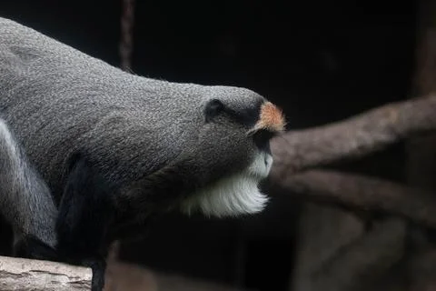 Close up Cute Fluffy Monkey, DE BRAZZAS MONKEY, Cercopithecus neglectus Stock Photos