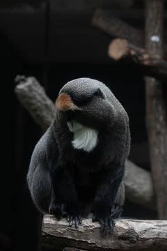 Close up Cute Fluffy Monkey, DE BRAZZAS MONKEY, Cercopithecus neglectus Stock Photos