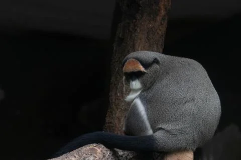 Close up Cute Fluffy Monkey, DE BRAZZAS MONKEY, Cercopithecus neglectus Stock Photos