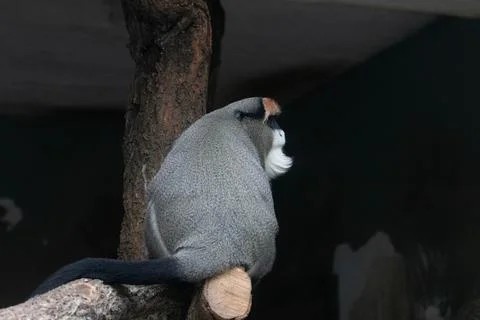 Close up Cute Fluffy Monkey, DE BRAZZAS MONKEY, Cercopithecus neglectus Foto stock