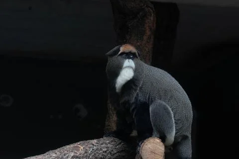 Close up Cute Fluffy Monkey, DE BRAZZAS MONKEY, Cercopithecus neglectus Stock Photos
