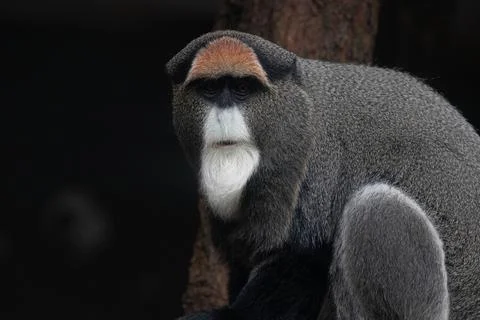 Close up Cute Fluffy Monkey, DE BRAZZAS MONKEY, Cercopithecus neglectus Stock Photos
