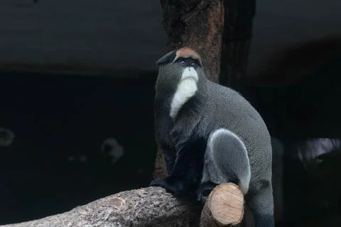 Close up Cute Fluffy Monkey, DE BRAZZAS MONKEY, Cercopithecus neglectus Stock Photos