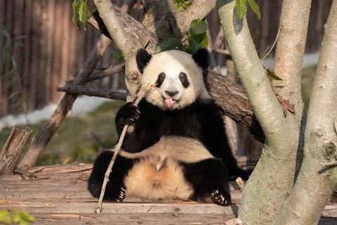 Close up cute Fluffy Panda Stock Photos