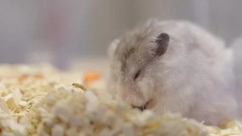 Close-up of a cute fluffy white and grey hamster eating a dried mealworm on.. 스톡 동영상 333464384