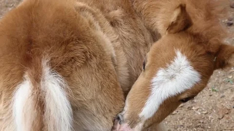 Close-up of a cute foal Stock Footage 240952297