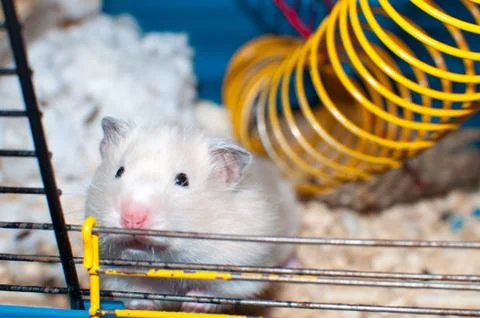 Close up of a cute funny Syrian hamster looking out of the cage. Selective fo Stock Photos