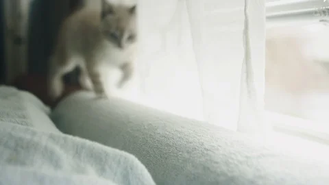 Close-up of a cute fuzzy kitten looking at the camera with curiosity 스톡 동영상 107262046