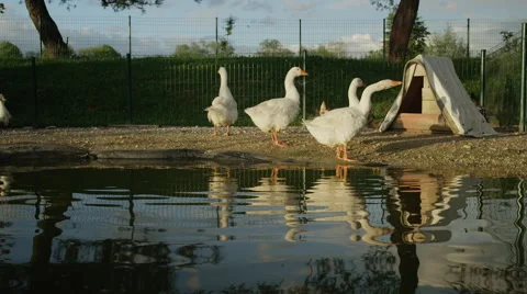 CLOSE UP: Cute geese standing on the edge of artificial pond drinking water Stock Footage