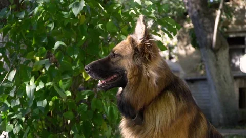 Close up of cute German shepherd dog turning a head to a camera, slow motion 動画素材 127343236