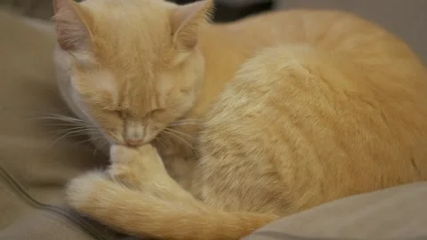 Close up of a cute ginger cat grooming and licking its paw on sofa Video stock 337289941