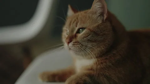Close-up of cute ginger cat lying resting on white chair, soaking up relaxation Stock Footage 305504111