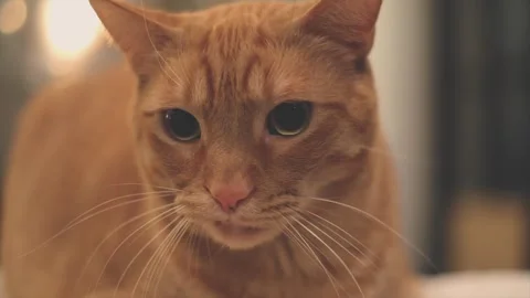 Close Up of Cute Ginger Cat Resting on Table Stock Footage 301648745