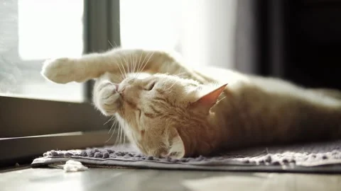 Close-up of Cute Ginger Cat Rolling and Stretching Stock Footage 339645541