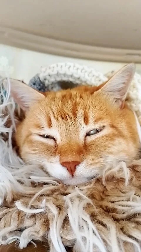 Close-up of a Cute Ginger Cat Sleeping Outdoors with Relaxing Rain Sound Vídeos de archivo 328823114