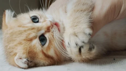 Close up of cute ginger kitten playing with human hand and biting fingers w.. Vídeos de archivo 334985496