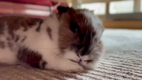Close-up cute Ginger small rabbit sleeping in the house Stock Footage 276956526
