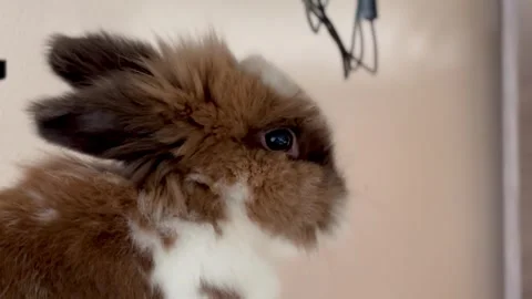 Close-up cute Ginger small rabbit looks at the wires, in the house Stock Footage 276965294