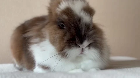 Close-up cute Ginger small rabbit sleeping on the pillow, in the house Stock Footage 276965752