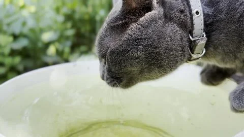 Close up to cute gray cat drinking water from big bucket at nature. Beautif.. Stock Photos