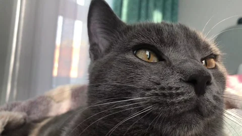Close up of cute gray cat at home interior. Russian blue cat. Stock Footage