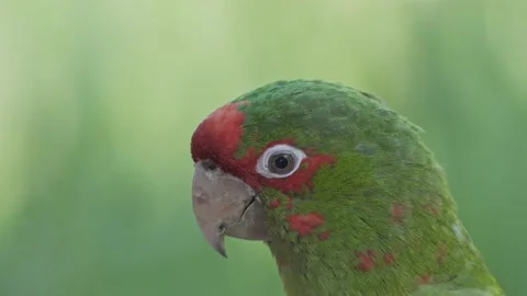 Close up of a cute green and red mitred parakeet resting peacefully Video stock 148390852