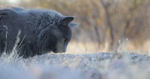 Close up of cute grey cat watching at his prey and hunting with his paws 스톡 동영상 126940010