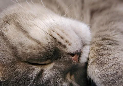 Close-up of cute grey sleeping cat face. Stock Photos