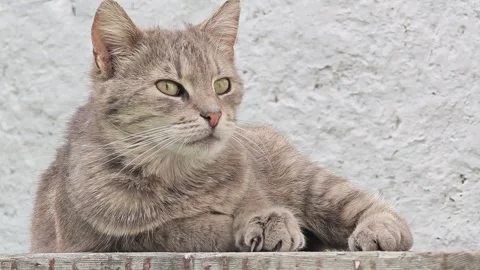 Close up of a cute grey tabby cat lying relaxed against a white wall. Stock Footage 335837915