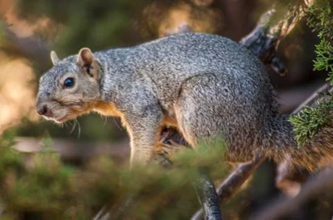 Close up on a cute Grey Tree Squirrel Foto stock