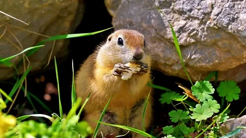 Close-Up of Cute Ground Squirrel Eating Stock Footage 322828314