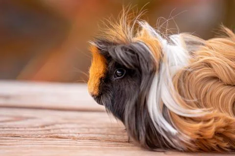 Close Up Of A Cute Guinea Pig Stock Photos