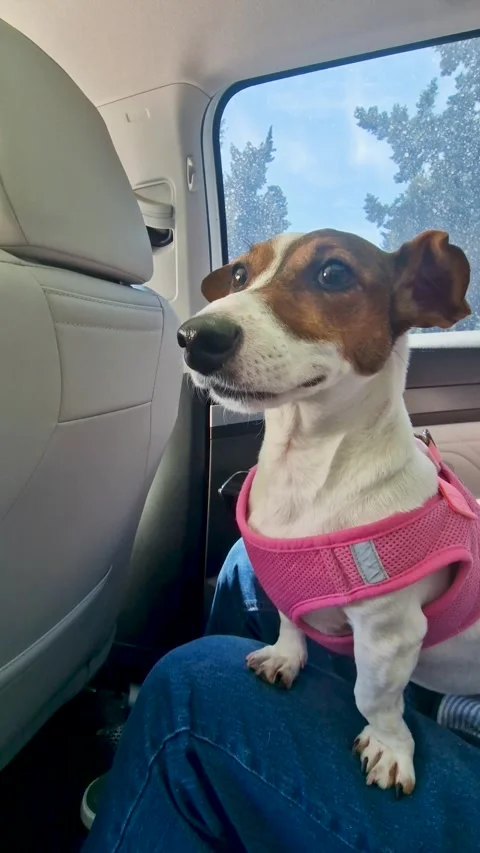 Close-up of a cute happy jack russell terrier wearing a pink harness, sitti.. Stock-Footage 336531495