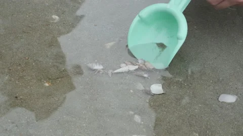 Close-up of cute hermit crabs crawling on the sandy beach. Stock Footage 204442093