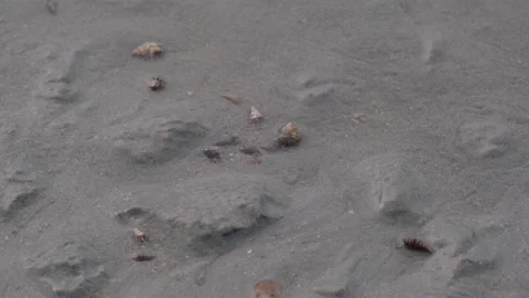Close-up of cute hermit crabs crawling on the sandy beach. Vídeo Stock 204444046