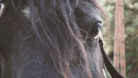 Close Up of a Cute Horse with Mane Stock Footage 74136571